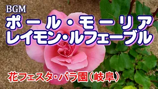 ポール•モーリア、レイモン•ルフェーブル 高音質CD音源（花フェスタ薔薇園・岐阜県）