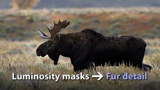 How to extract fur detail with luminosity masks