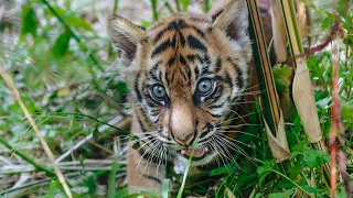 Tiger cub Cahya receives a health check!