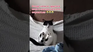 Лапы достались какие то странные...