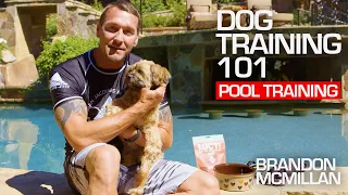Dog Training 101: Pool Training | Brandon McMillan