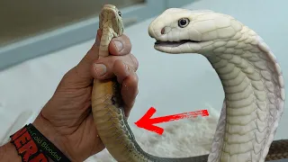 I don't know if my king cobra is going to survive.. (not click bait)