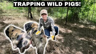Trapping Wild PIGS! Catch Clean Cook! (Smoked wild boar)