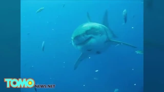 Самая большая в мире акула! ШОК!!!!!!!!!!!!!