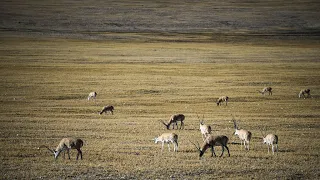 Rare footage documents migration of Mongolian gazelles