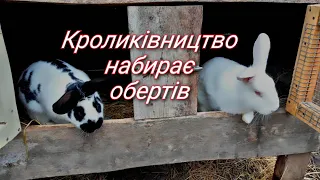 Все ще попереду❗Панон, Полтавське срібло, Строкач те на чому ми зупинилися❗