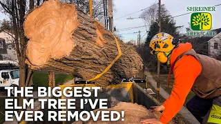 MASSIVE Elm Tree Removal! | with Shreiner Tree Care