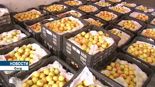 Экспорт фруктов из Таджикистана