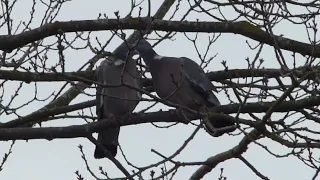 15 3 2024, Zwei Ringeltauben flirten im Baum