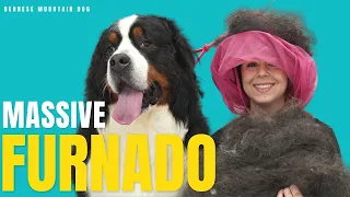 This dog blew up | Bernese Mountain Dog