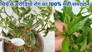 मिर्च के मरोड़िया leaf curl रोग में यह चीज जरूर डालें / best insecticide for leaf curl