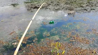 com bóia de garrafa pet fisgadas de arrepiar tudo ao vivo