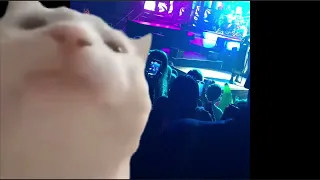 Cat vibing at a twenty one pilots concert