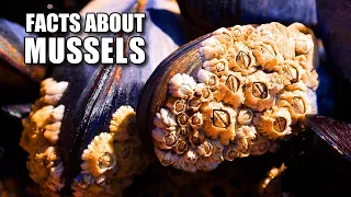 Marine Mussel Facts: the "True" Mussels 🦪 Animal Fact Files