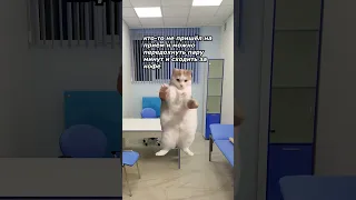 Один день из жизни юного педиатра😼 #педиатр #футаж #коты #мемы #медицина