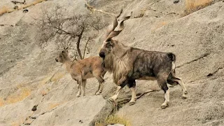 اخطر قتال بين ذكور الماعز الباكستاني فوق الجبال 🐐