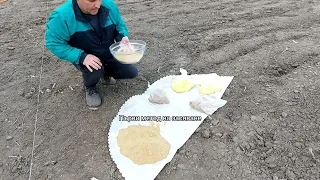 Sowing alfalfa by two methods