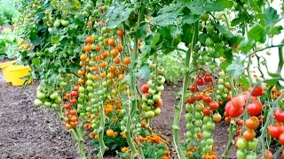 Summer in the Greenhouse, mostly Tomatoes