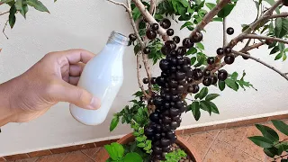 Só 1 copo faz Jabuticaba explodir de tantos frutos e salva a planta (ano inteiro)