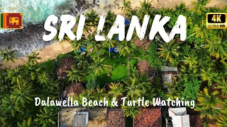 Dalawella Beach, SRI LANKA 🇱🇰 | Turtle Watching and Beach Tour | Paradise in Unawatuna (4K)