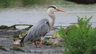 A successful hunt by a Heron on the River Lyvenette here in Maulds Meaburn.