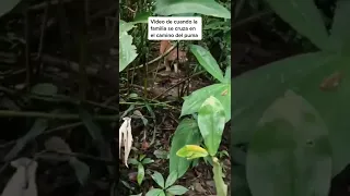 Puma sorprende a familia de turistas en Parque Nacional Corcovado