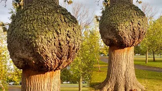 15 Most Unusual Trees In The World