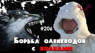 Борьба оленеводов с волками