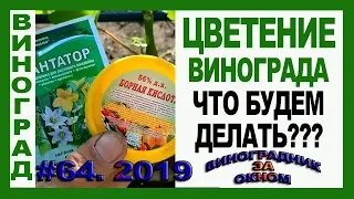 🍇 ВАЖНО. Цветение винограда. Что НЕПРЕМЕННО нужно сделать. Что НЕЛЬЗЯ. Обработка винограда бором.