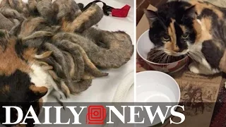 Neglected cat rescued with severe matting on its fur