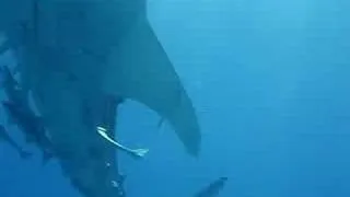 Whale shark in Eilat