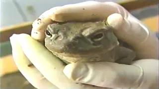 Licking Toad to get high  1994-1990