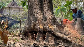 Unexpectedly... The first tree broke, the second tree had a hole !!