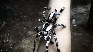 Tarantula Jumps from Arm (Poecilotheria regalis)