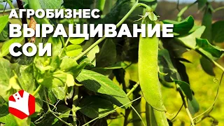 Бизнес на выращивании сои | КФХ Гриднев