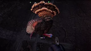 Far Cry® 5 - Turkey Roadkill Animal Savagry