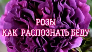 РОЗЫ. КАК РАСПОЗНАТЬ БЕДУ?. Я РЕШАЮ ЛЮБЫЕ ПРОБЛЕМЫ У ВАШИХ РОЗ.