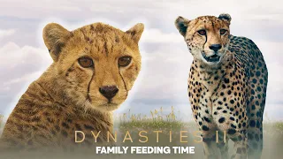 Cheetah Cub Learns To Survive | Dynasties ﻿II | BBC Earth