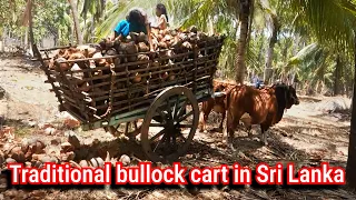 Taditional bullock cart in Sri Lanka 🙂😊 ගවයන් දෙදෙනෙකු යොදවන කරත්තය #srilanka #bullock