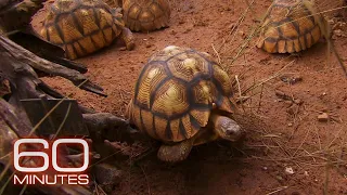 The race to save the tortoise | 60 Minutes Archive