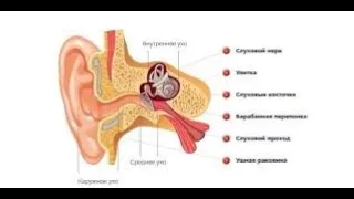 Анатомия и физиология слухового  анализатора и вестибулярного аппарата