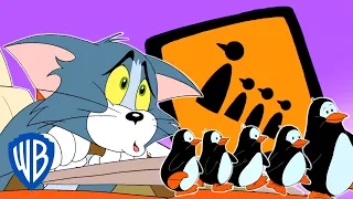 Tom & Jerry | The Antarctic Race | WB Kids