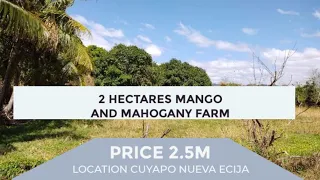 (V3)(N/A) 2 HECTARES MANGO, MAHOGANY FARM, LOCATION CUYAPO NUEVA ECIJA, PRICE 2.5M