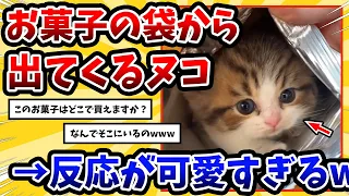 【2ch動物スレ】お菓子の袋に入っていたネッコさん → 反応が可愛すぎるwww