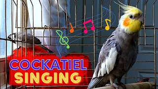 Mati's friend ( Chico ) cockatiel bird singing and talking