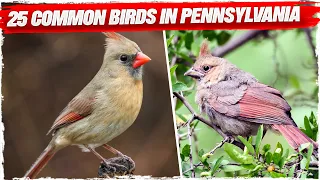 25 Common Birds in Pennsylvania
