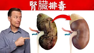 腎臟排毒方法和8種食物,柏格醫生 Dr Berg