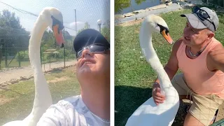 Rescued Swan Has Amazing Friendship With Man