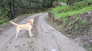 Taking the Dogs for a Morning walk in 4K