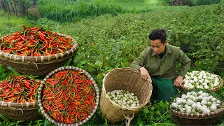 Harvest chili and eggplant to bring to the market to earn money to complete the kitchen | Ep 50